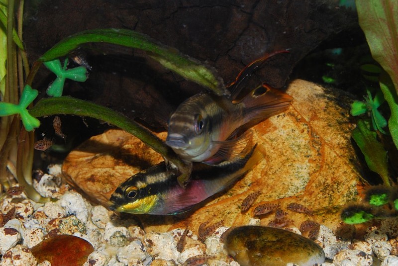 Tratado de fotografía de peces, invertebrados... 00