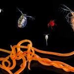 Alimento vivo acuario