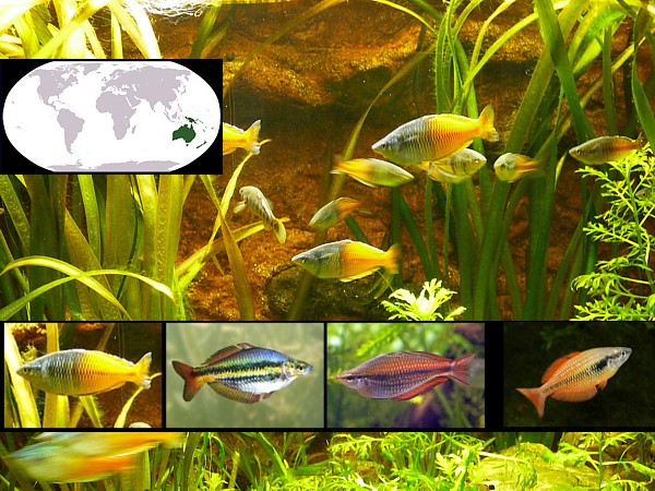 peces oceania destacada