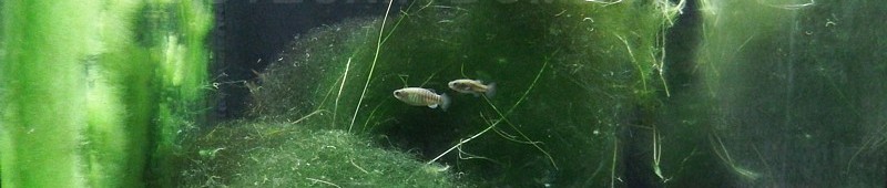 Aphanius vladykovi