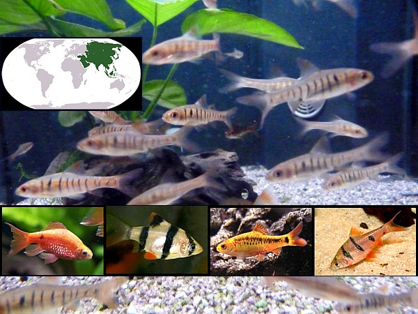 peces barbos destacada
