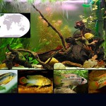 peces ciclidos enanos destacada