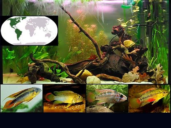 peces ciclidos enanos destacada