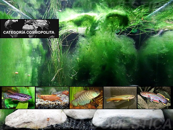 peces killis destacada