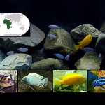 peces malawi destacada