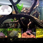 peces viejas destacada