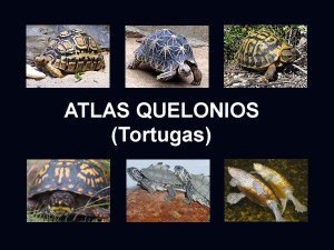 Atlas quelonios tortugas