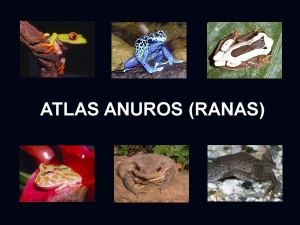 Atlas anuros