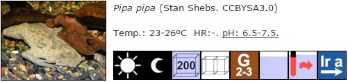 Pipa pipa