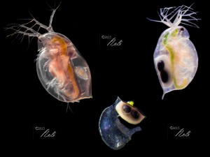 Daphnias. Neli Martin. Der. Res.