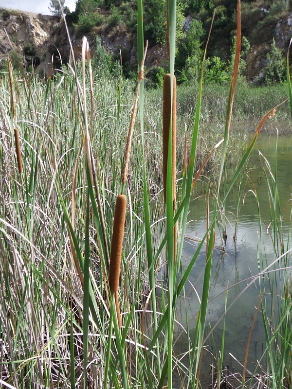 Typha, espadaña, anea