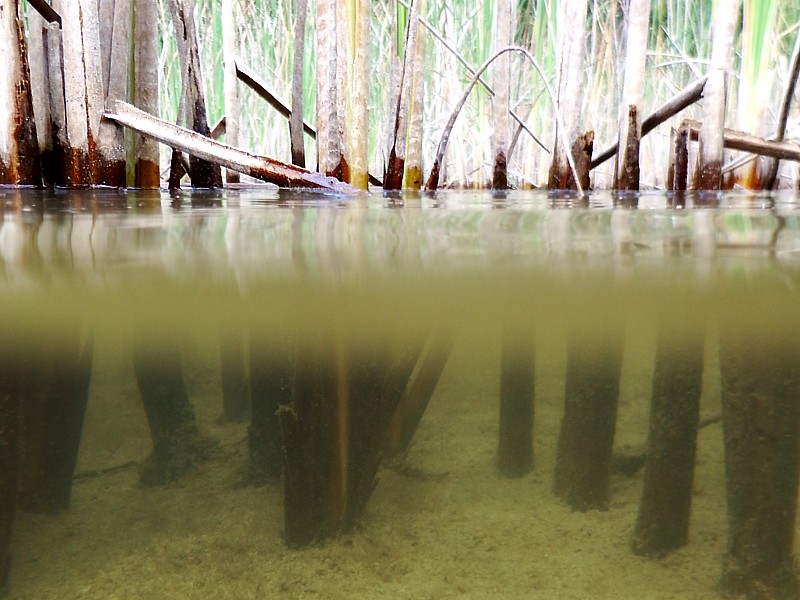 Typha sp., espadaña, anea