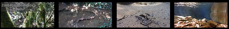 Afluente secreto capturas video