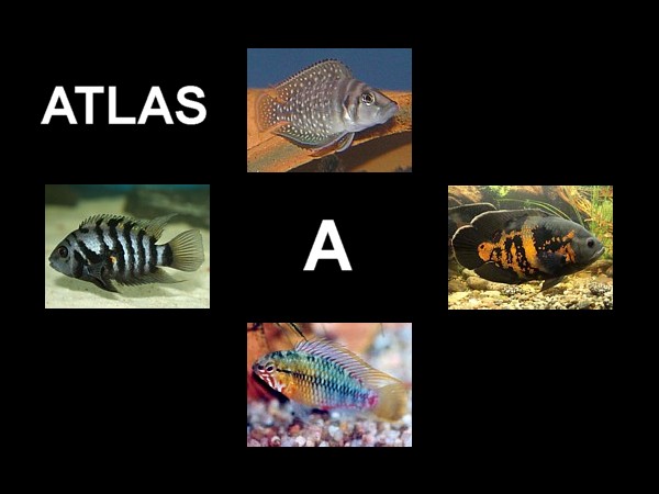 Atlas destacada A