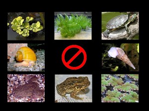 Invasoras destacada