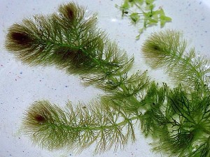 Ceratophyllum submersum