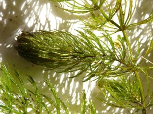 Ceratophyllum demersum