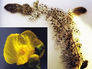 Utricularia vulgaris
