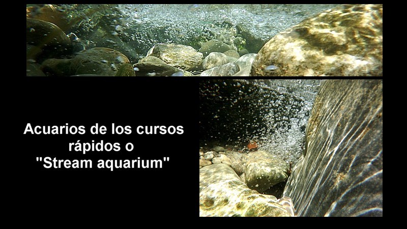 Acuario cursos rápidos