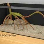 acuaterrario manglar