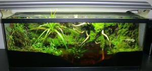 Vivario tropical