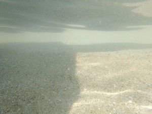 Biotopo playa (Desembocadura Fluviá)
