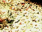 Coral triturado