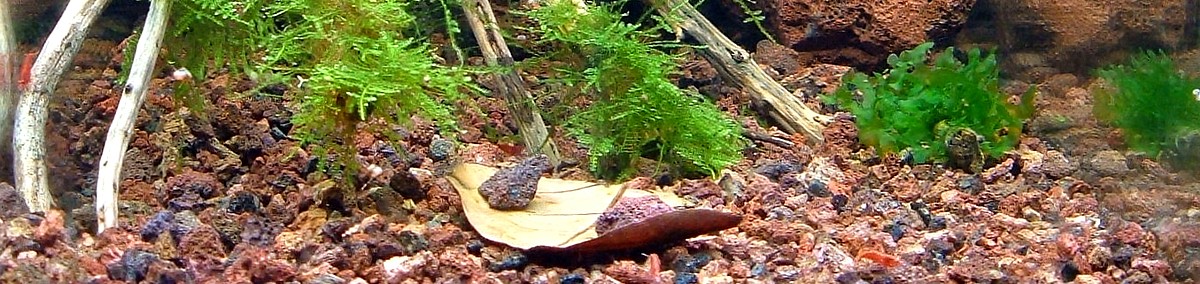 Gambario, panorámica