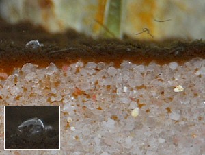 biogel