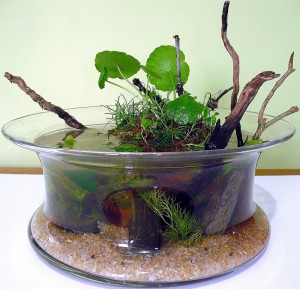 wabi-kusa