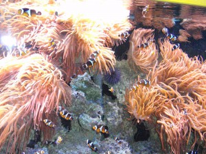 Acuario marino tropical