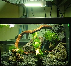 Compacta en acuario