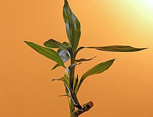 Dracaena sanderiana