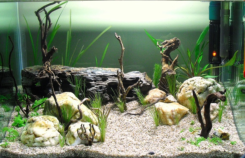 El acuario de Roberto