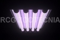 Fluorescente plantas