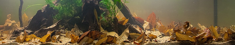 Biotopo bosque de galería asiático