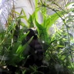 pecera casababylon destacada