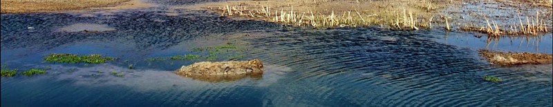 A. vladikovi, Cheghakhor