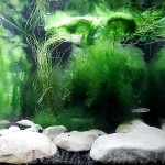 Acuario biotopo A. vladikovi