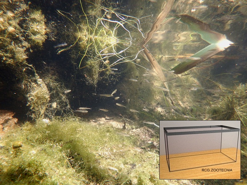 Acuario, aplicación