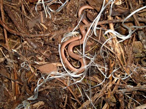 Anguis fragilis, cría