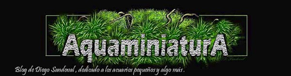 Blog Aquaminiatura