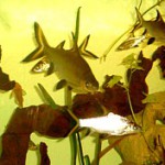 Balantiocheilos  melanopterus