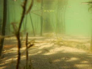 Biotopos, estuario