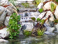 Cascada estanque
