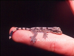 Cría Ptychozoon sp.