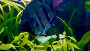 Papila escalar macho