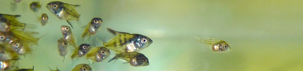 Cría escalar, panorámica