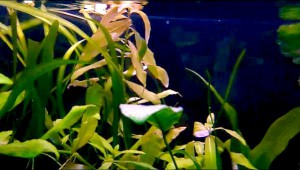 Puesta huevos escalar