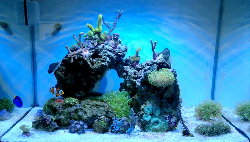 Reef cube